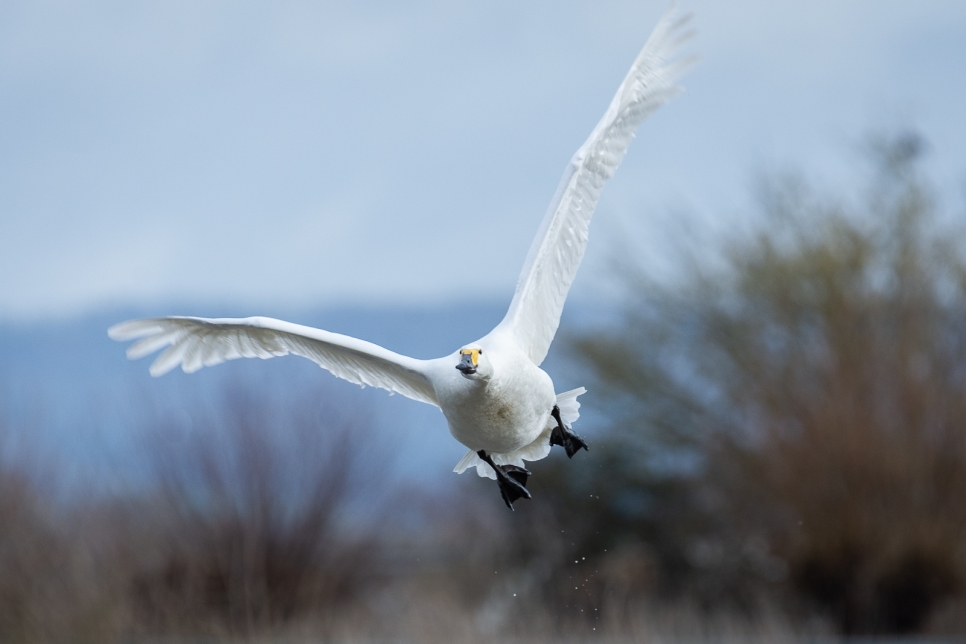 86% decline in Bewick's swans over the last 50 years